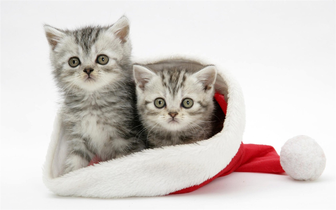 1920 Cat Foto Tapety (4) #8 - 1280x800