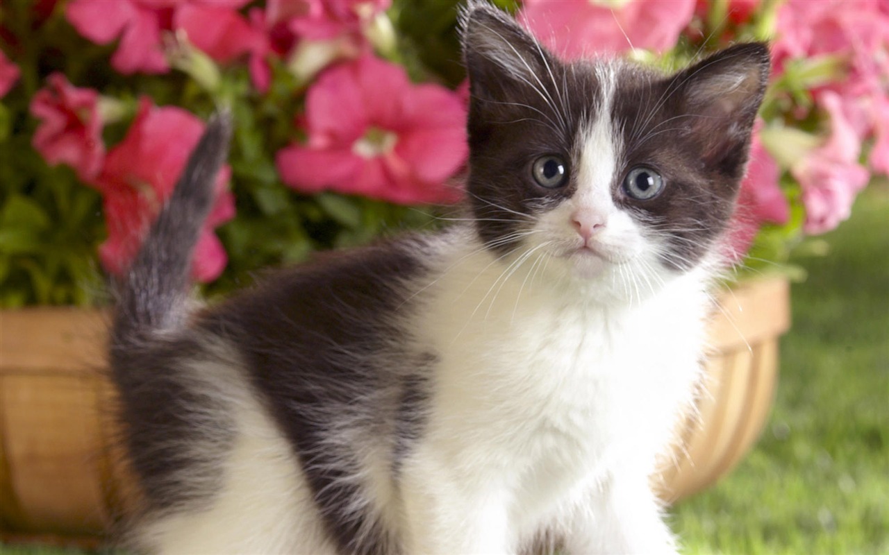1920 Cat Foto Tapety (4) #9 - 1280x800