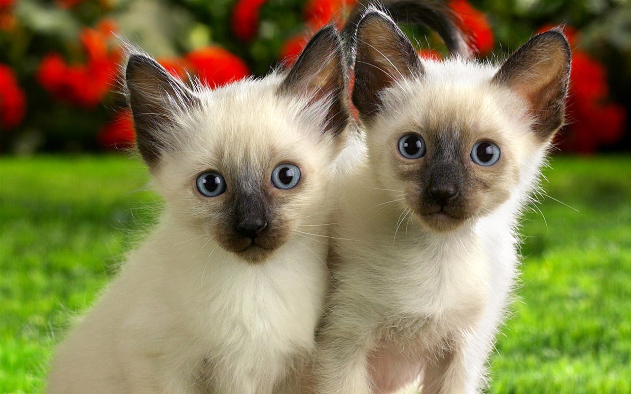 1920 Cat Foto Tapety (4) #10 - 1280x800
