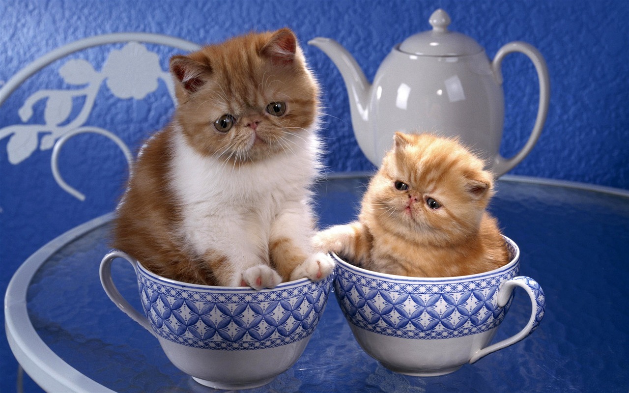 1920 Cat Photo Wallpaper (4) #15 - 1280x800