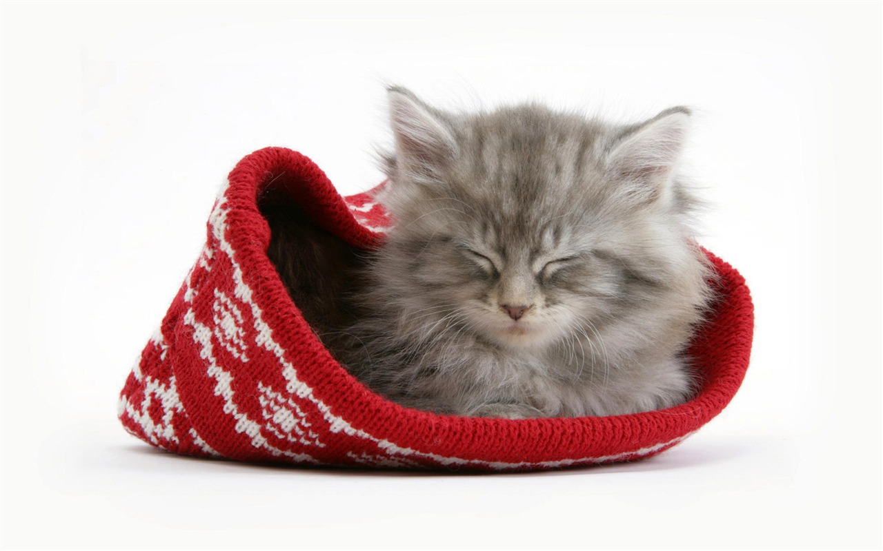 1920 Cat Foto Tapety (4) #17 - 1280x800