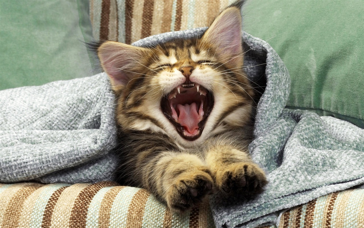 1920 Cat Foto Tapety (4) #18 - 1280x800