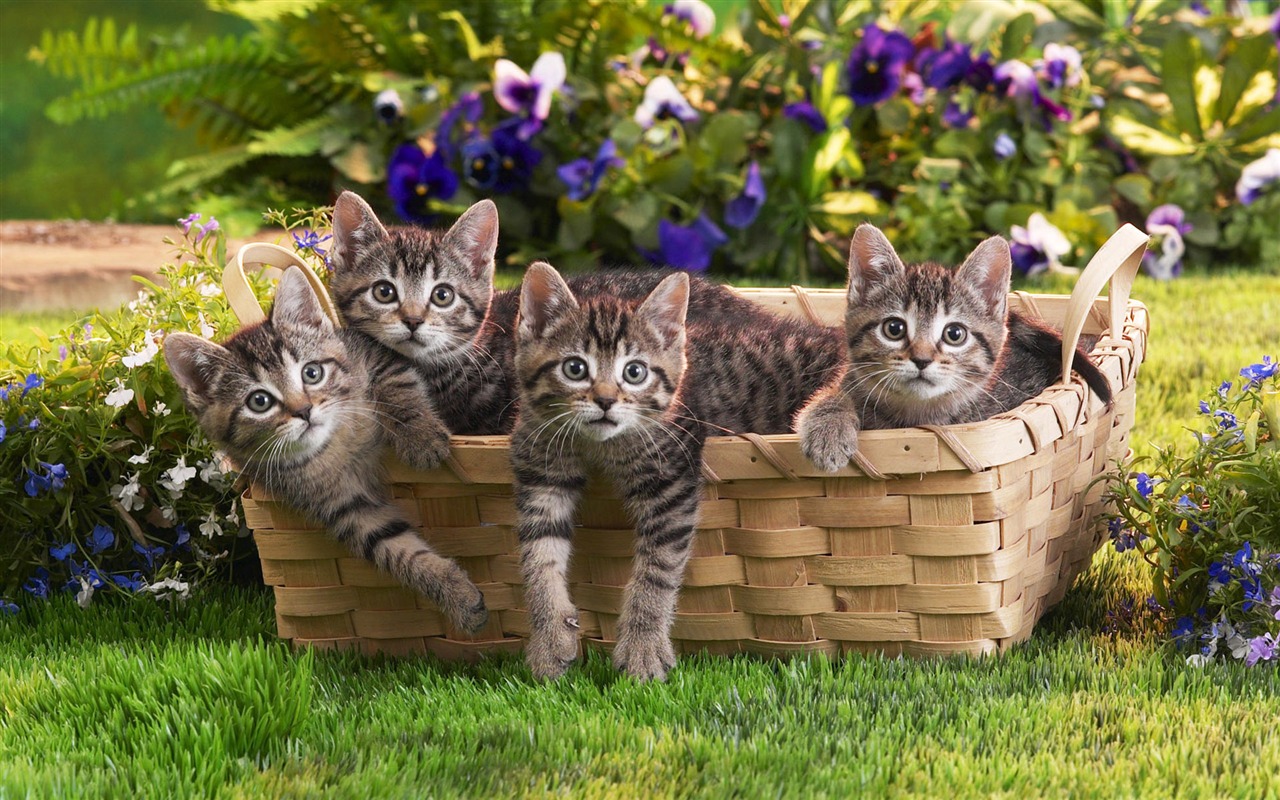 1920 Cat Foto Tapety (4) #19 - 1280x800