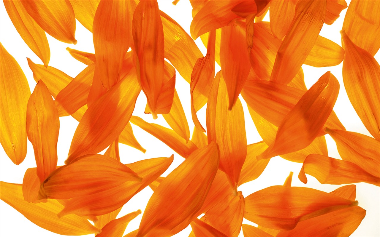 Widescreen wallpaper flowers close-up (6) #5 - 1280x800