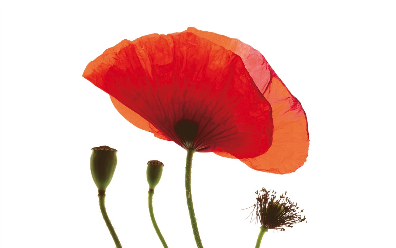 Widescreen wallpaper flowers close-up (6) #7 - 1280x800