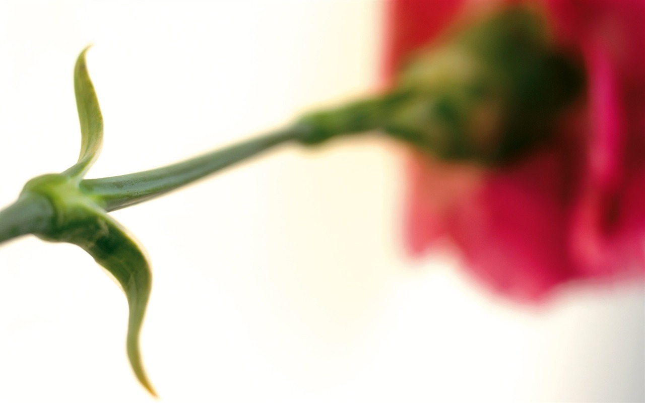 Widescreen wallpaper flowers close-up (6) #9 - 1280x800