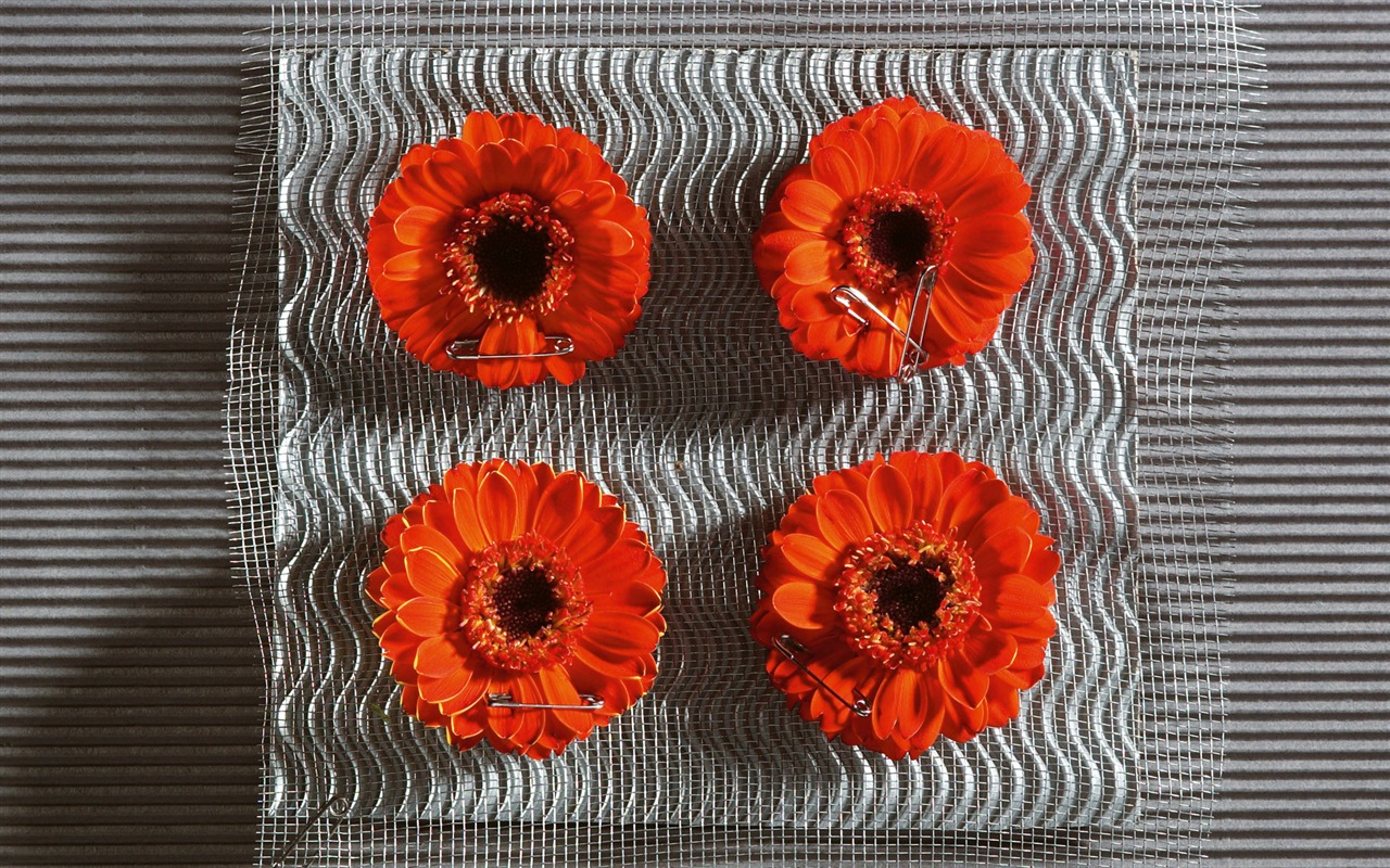 Widescreen wallpaper flowers close-up (6) #12 - 1280x800
