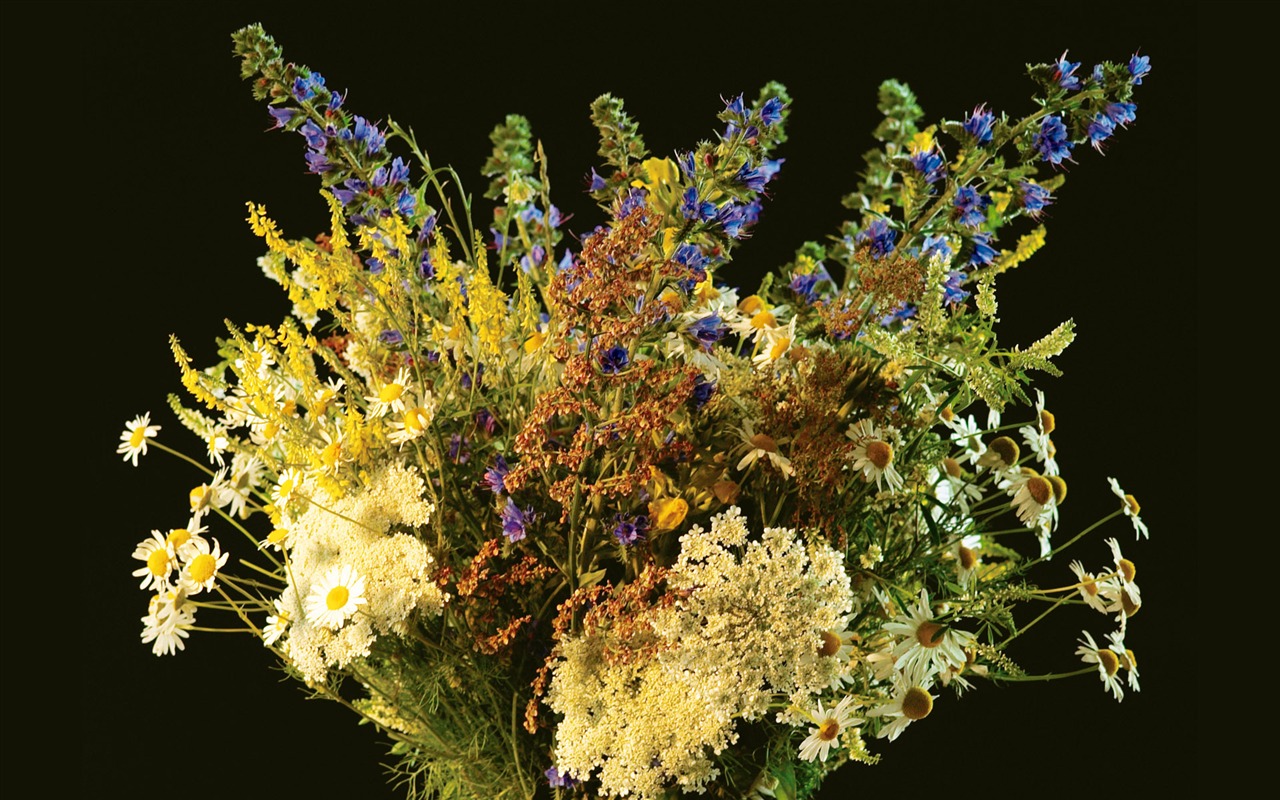 fleurs fond d'écran Widescreen close-up (6) #18 - 1280x800
