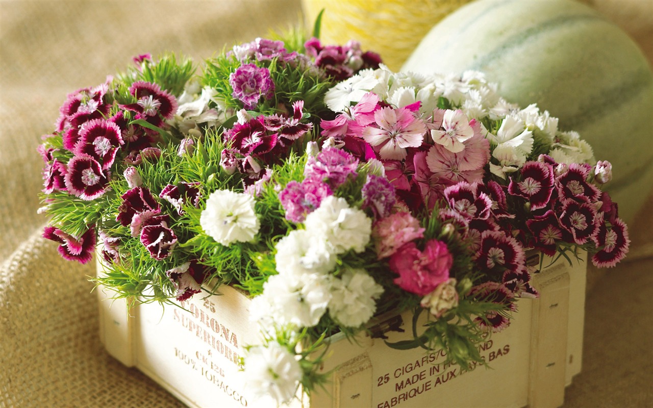Widescreen wallpaper flowers close-up (6) #19 - 1280x800