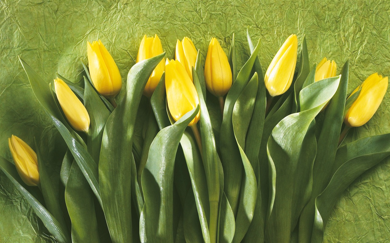 Widescreen wallpaper flowers close-up (6) #20 - 1280x800