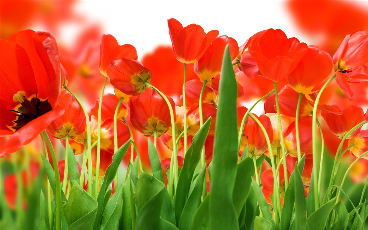 Velký tulipán tapetu (3) #1 - 1280x800