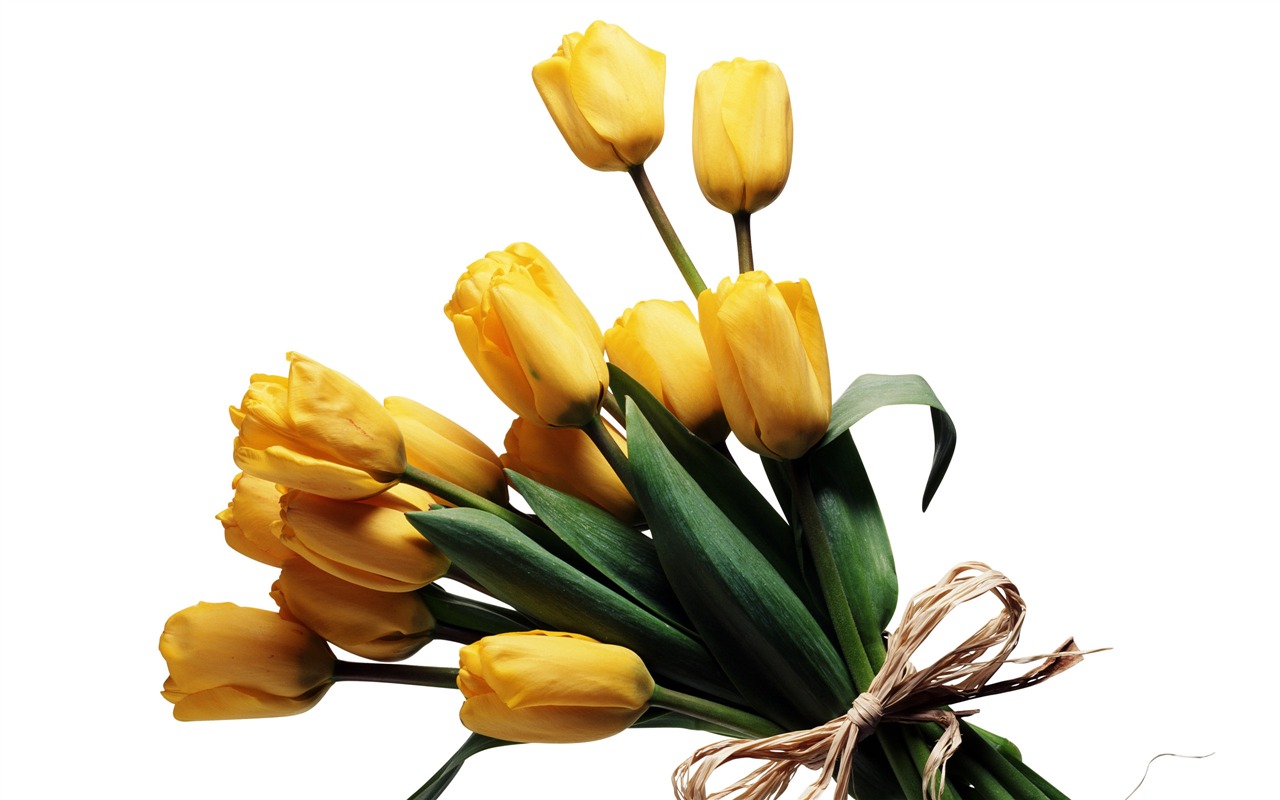 Velký tulipán tapetu (3) #10 - 1280x800