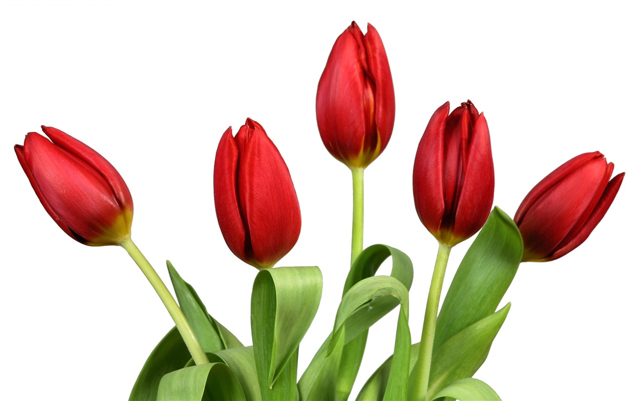Velký tulipán tapetu (3) #11 - 1280x800