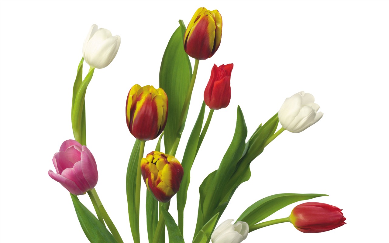Velký tulipán tapetu (3) #12 - 1280x800
