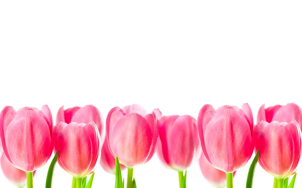 Velký tulipán tapetu (3) #14 - 1280x800