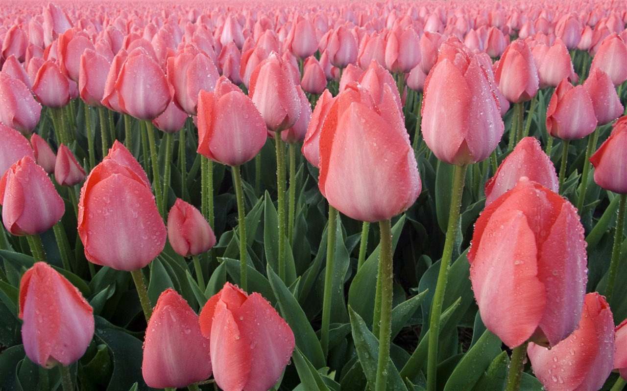 Velký tulipán tapetu (3) #19 - 1280x800