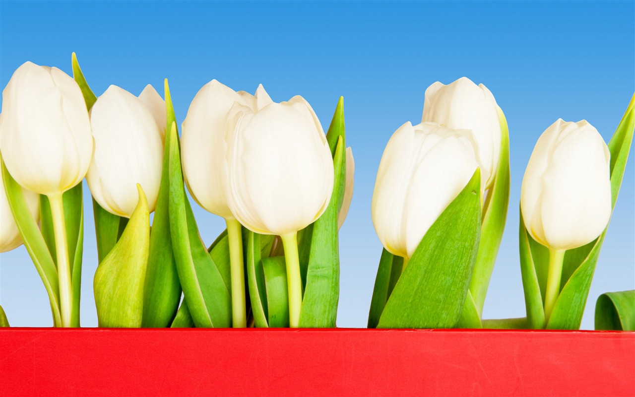 Velký tulipán tapetu (3) #20 - 1280x800