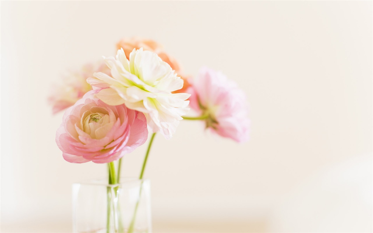 Hlavní Still Life Wallpaper (16) #3 - 1280x800