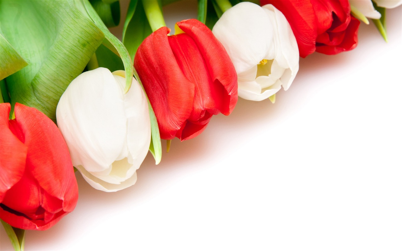 Velký tulipán tapetu (4) #1 - 1280x800
