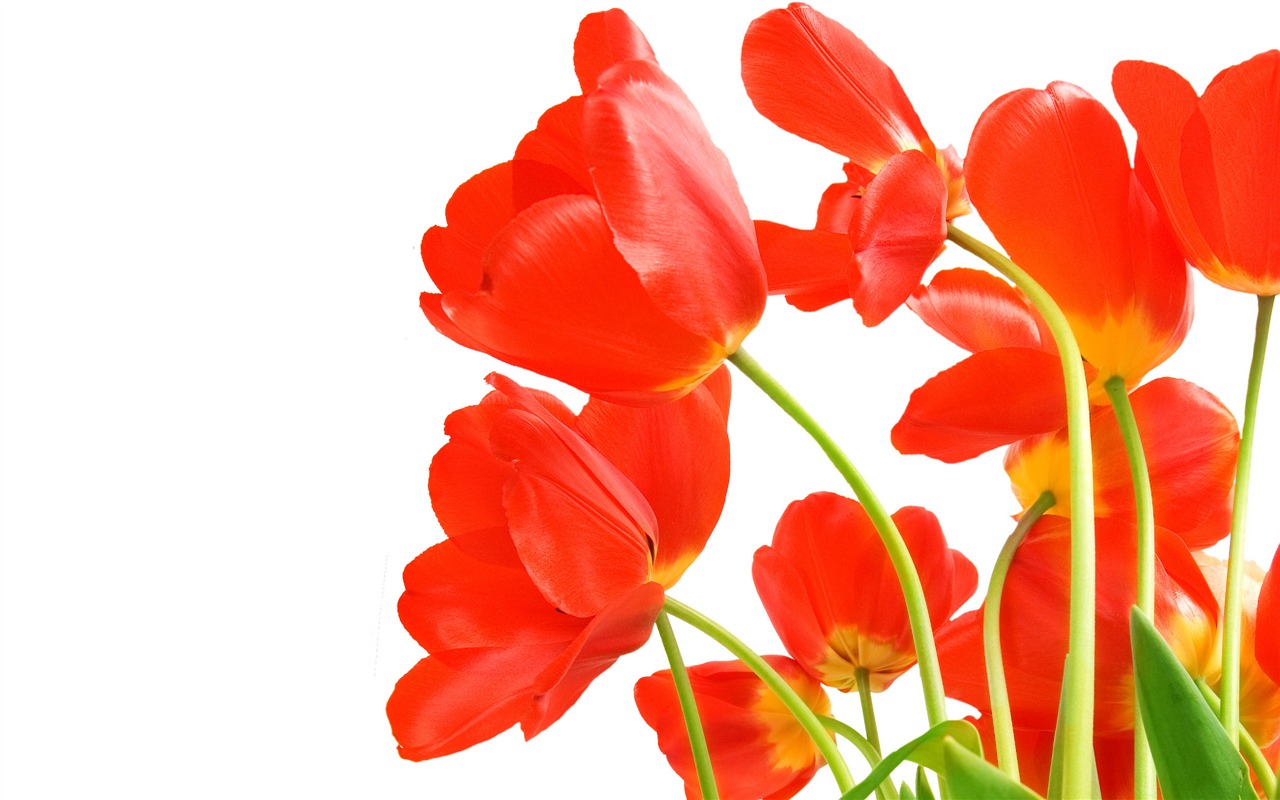 Velký tulipán tapetu (4) #2 - 1280x800