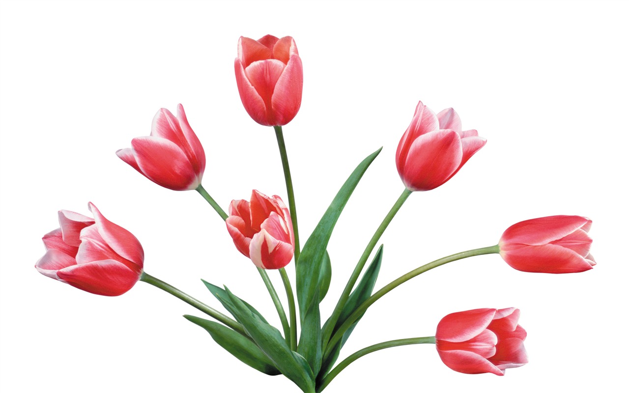 Velký tulipán tapetu (4) #3 - 1280x800