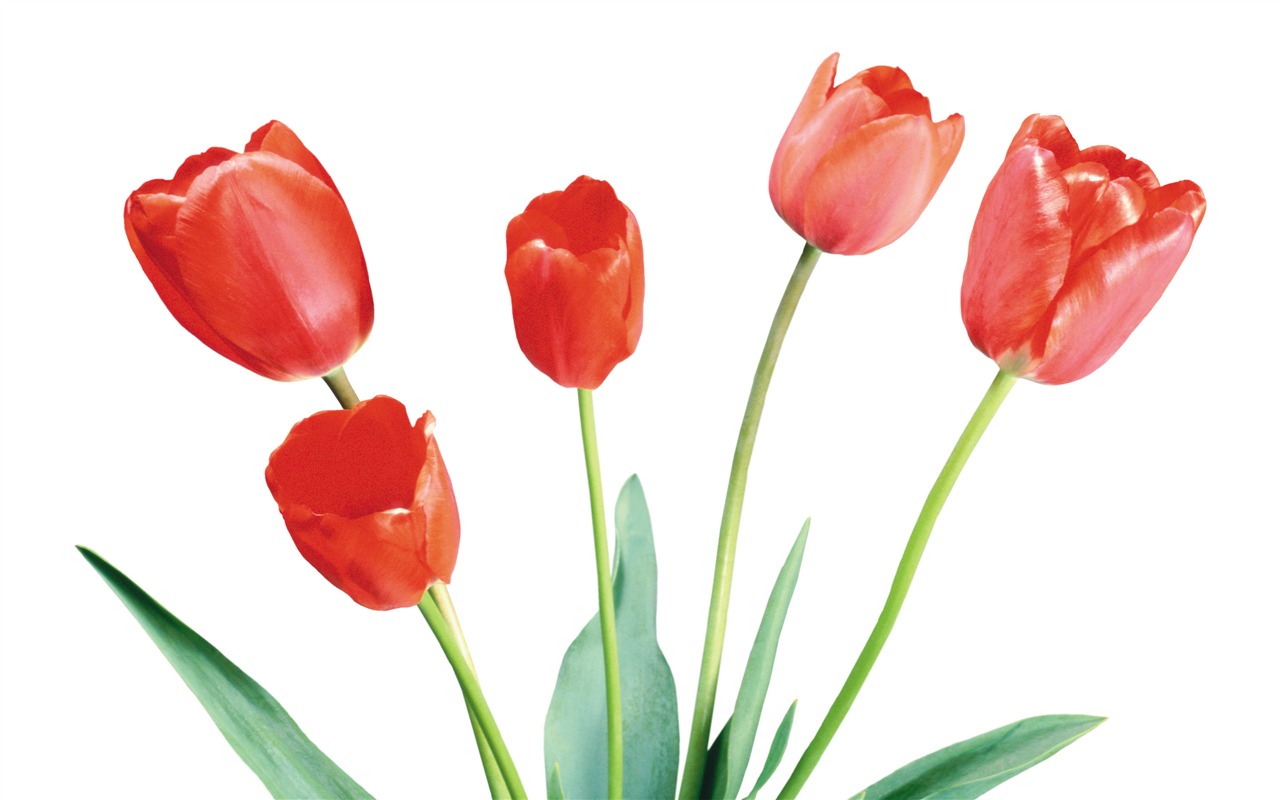 Large tulip wallpaper (4) #4 - 1280x800