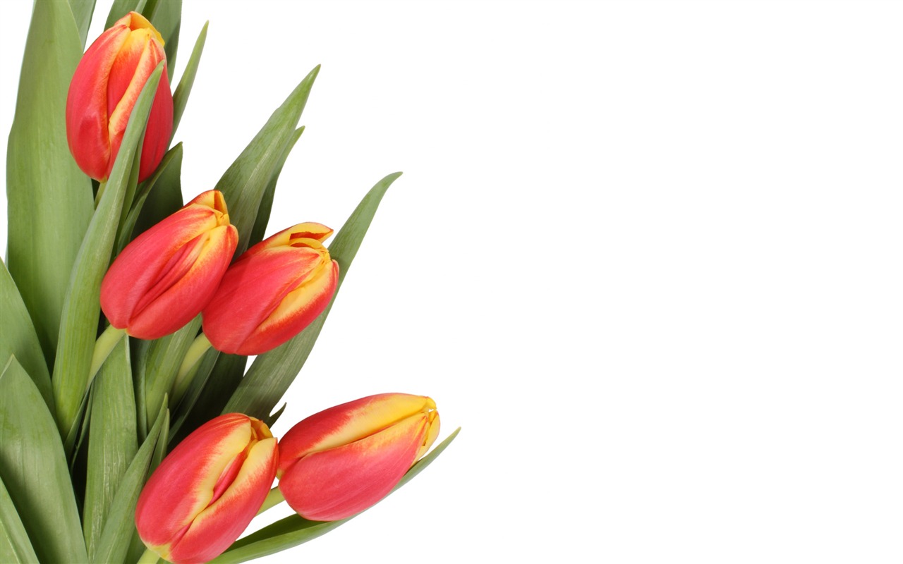 Velký tulipán tapetu (4) #7 - 1280x800