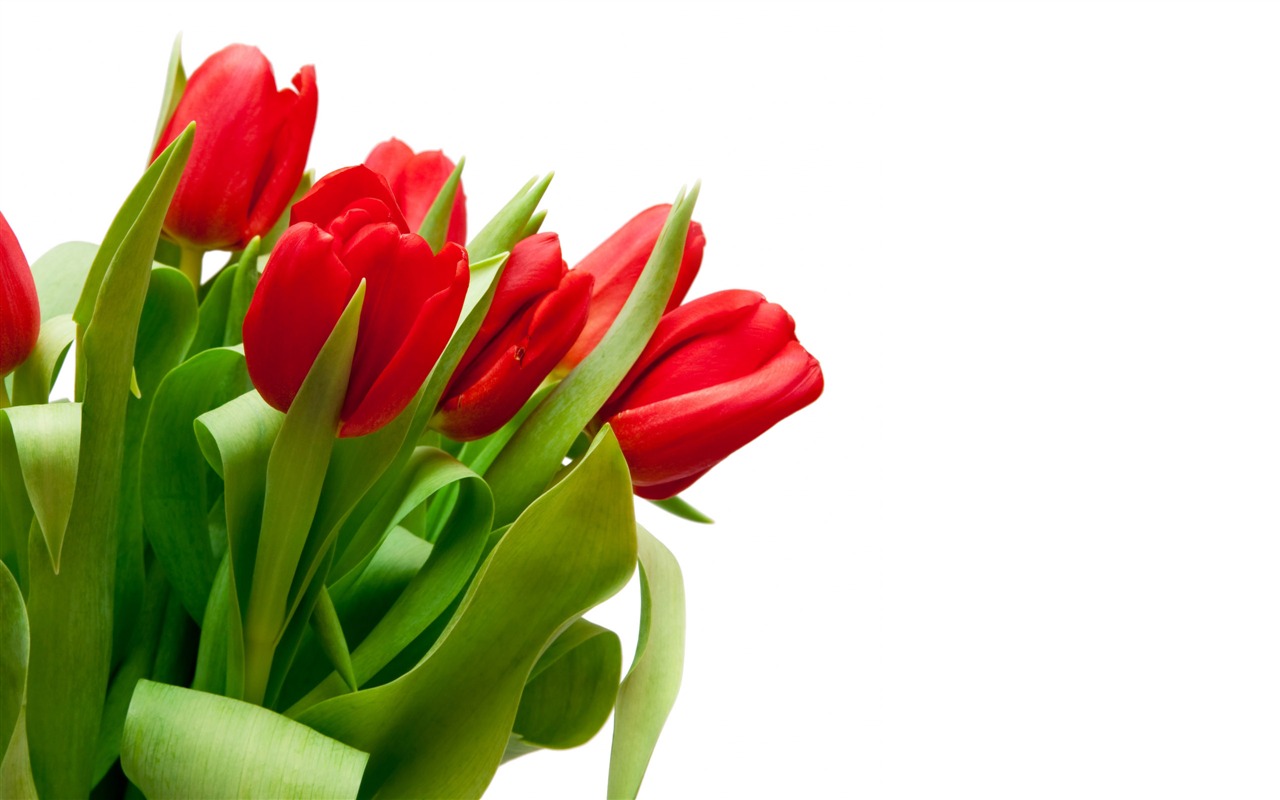 Velký tulipán tapetu (4) #8 - 1280x800