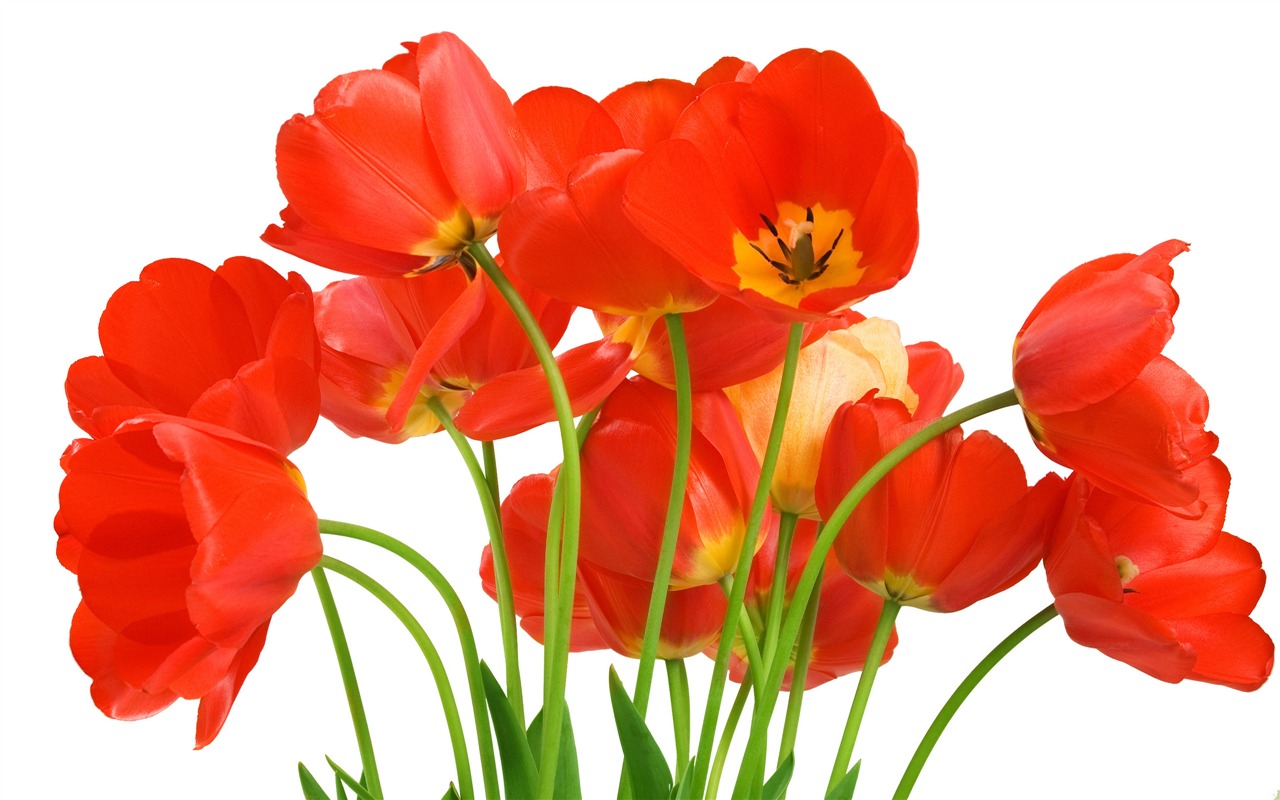 Velký tulipán tapetu (4) #11 - 1280x800