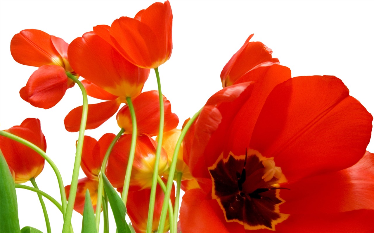Velký tulipán tapetu (4) #12 - 1280x800