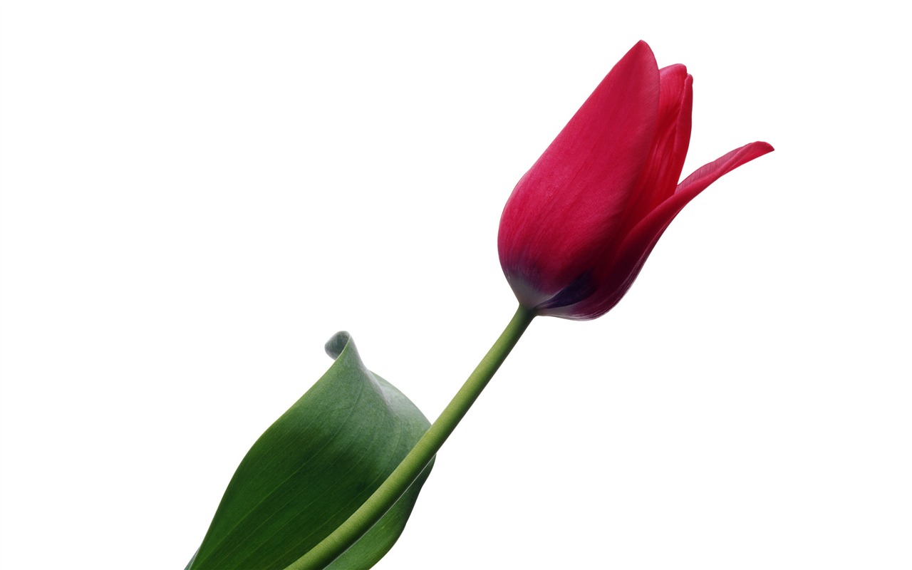 Velký tulipán tapetu (4) #13 - 1280x800