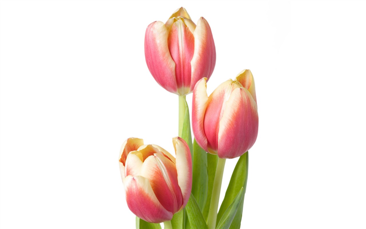 Large tulip wallpaper (4) #14 - 1280x800