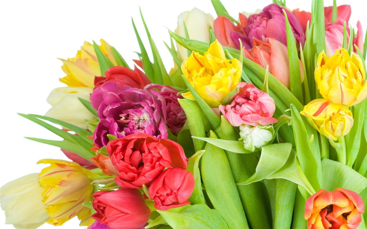 Velký tulipán tapetu (4) #15 - 1280x800