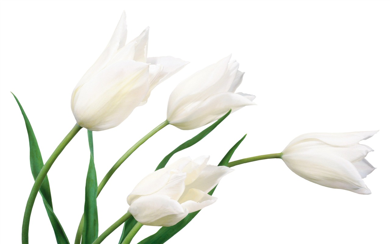 fondos de escritorio de gran tulipán (4) #17 - 1280x800