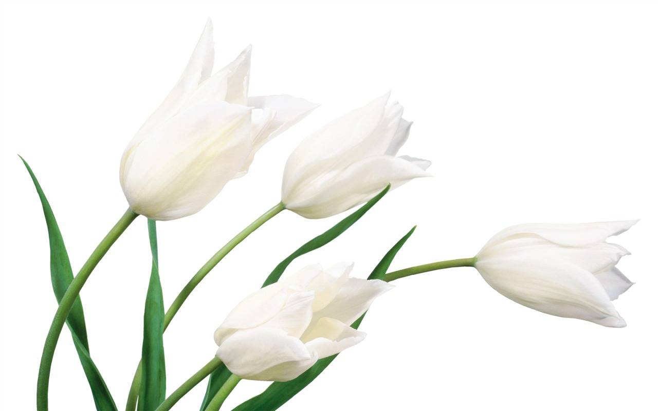 Velký tulipán tapetu (4) #17 - 1280x800