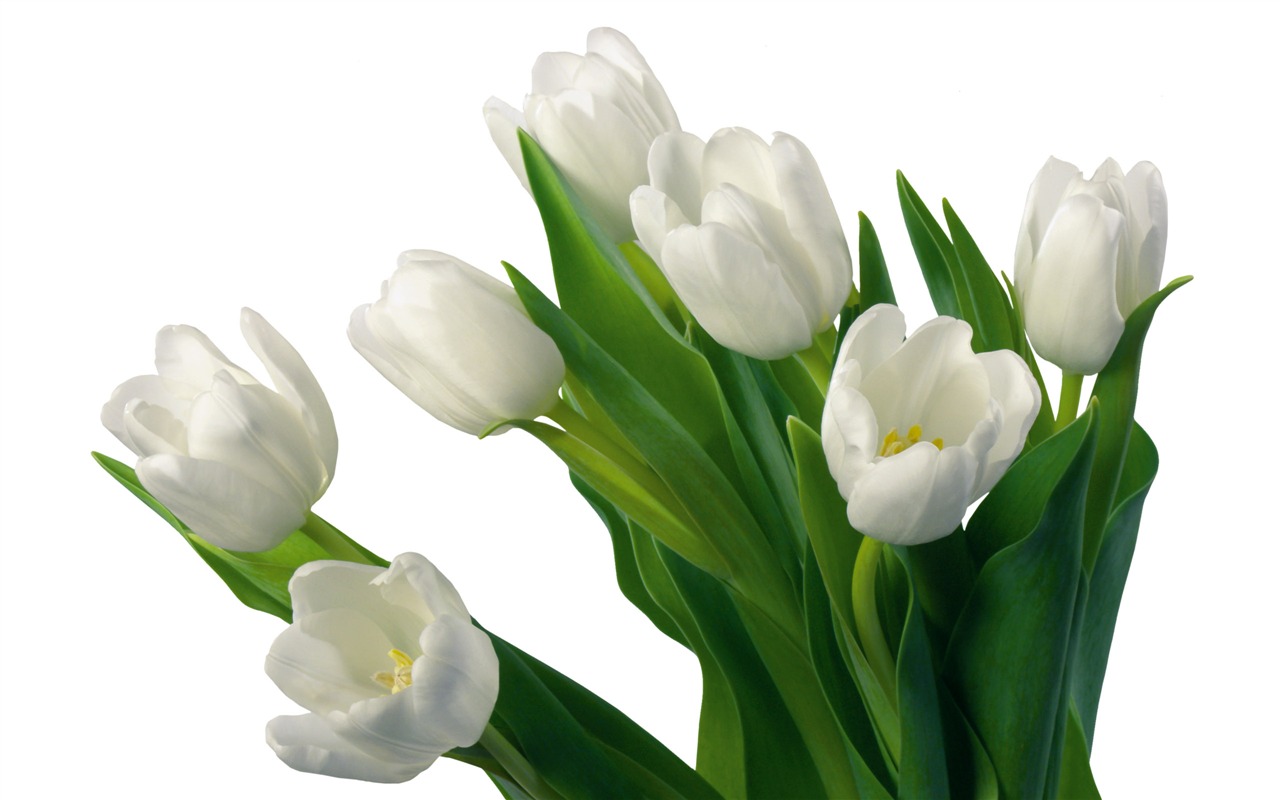 Large tulip wallpaper (4) #18 - 1280x800