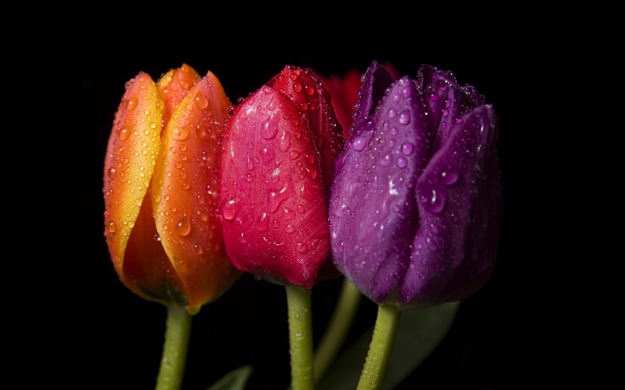 Velký tulipán tapetu (4) #19 - 1280x800