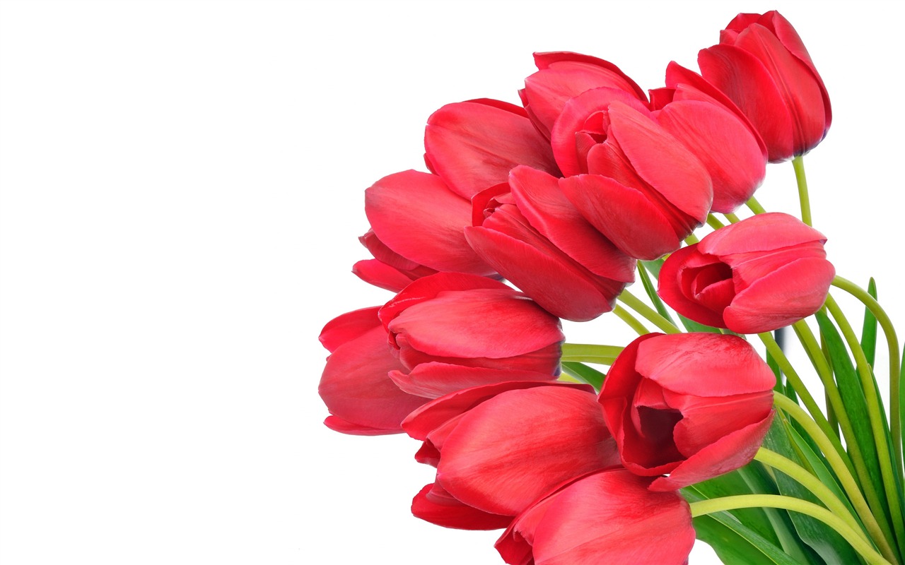 Velký tulipán tapetu (4) #20 - 1280x800