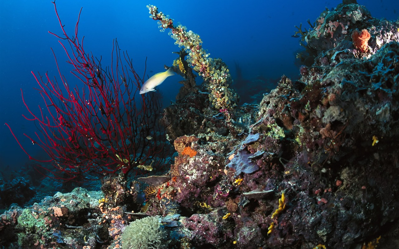 Zábava Underwater World (3) #3 - 1280x800