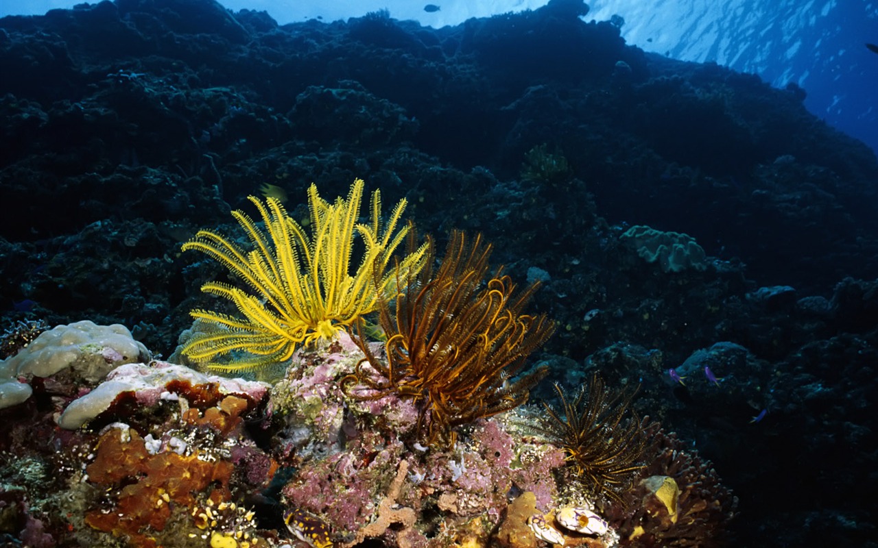 Zábava Underwater World (3) #14 - 1280x800