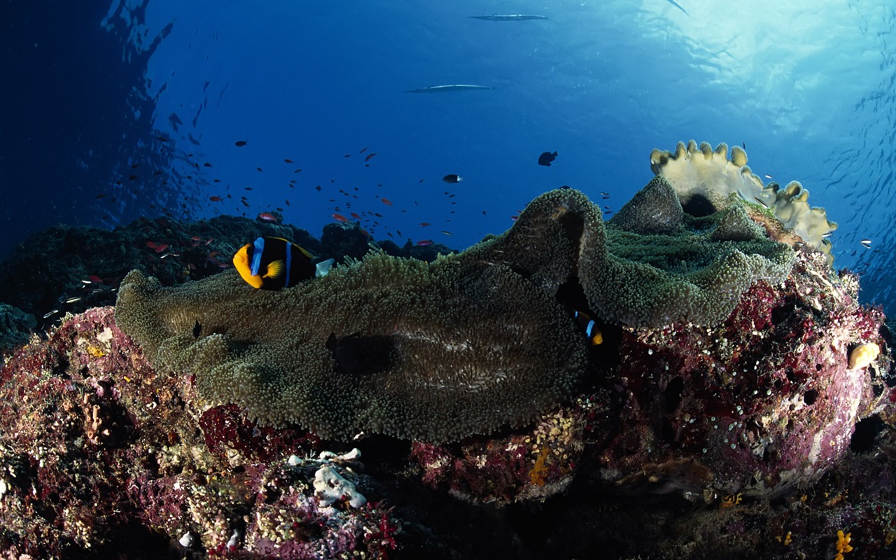 Zábava Underwater World (3) #15 - 1280x800
