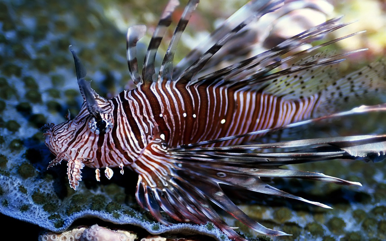Zábava Underwater World (3) #16 - 1280x800