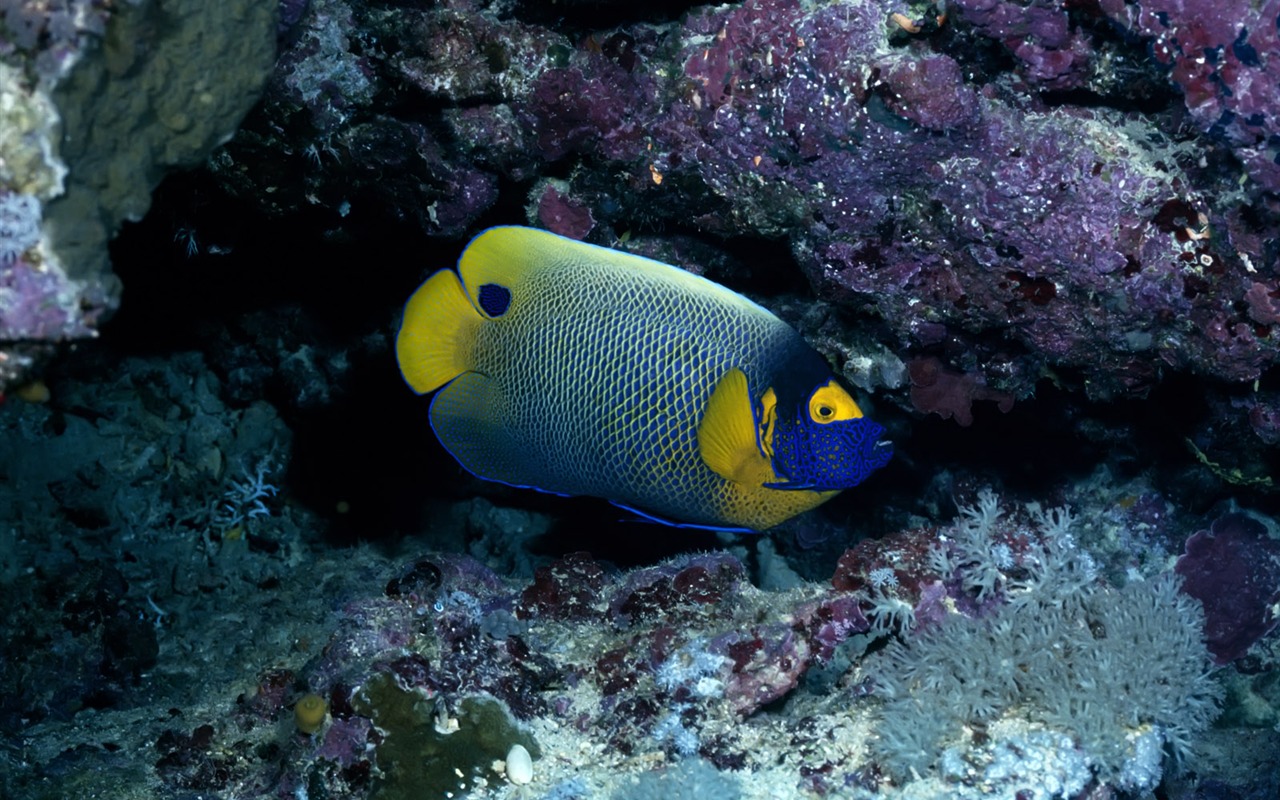 Zábava Underwater World (3) #19 - 1280x800