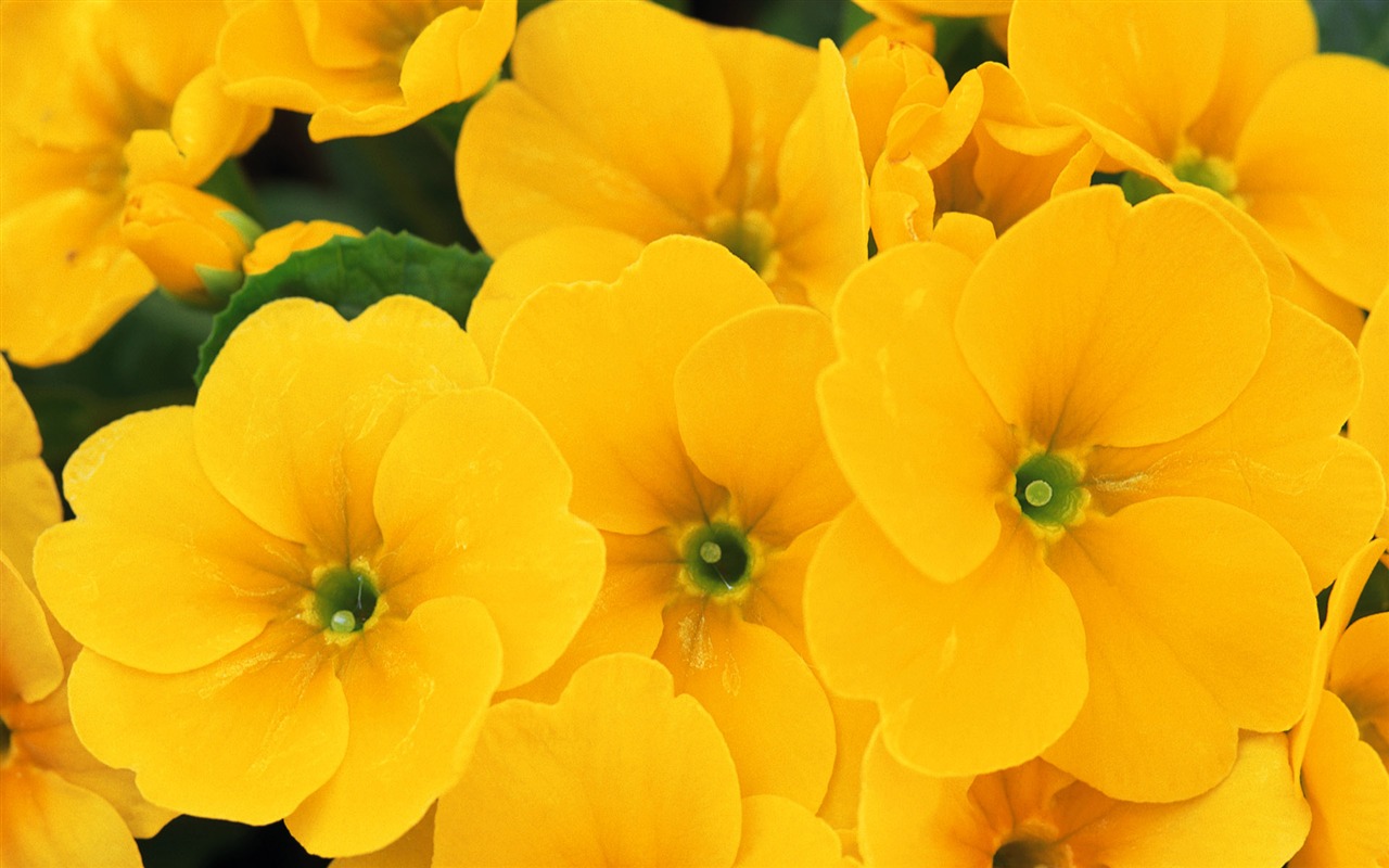 Widescreen wallpaper flowers close-up (7) #4 - 1280x800