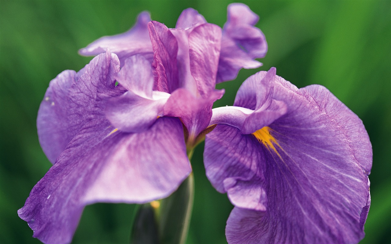 宽屏鲜花特写 壁纸(七)7 - 1280x800