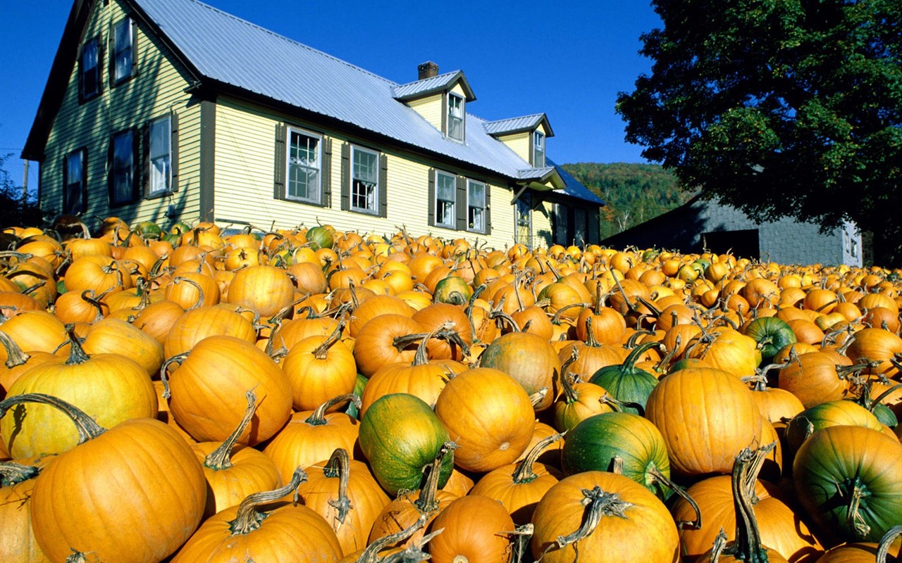 Halloween Theme Wallpapers (1) #8 - 1280x800