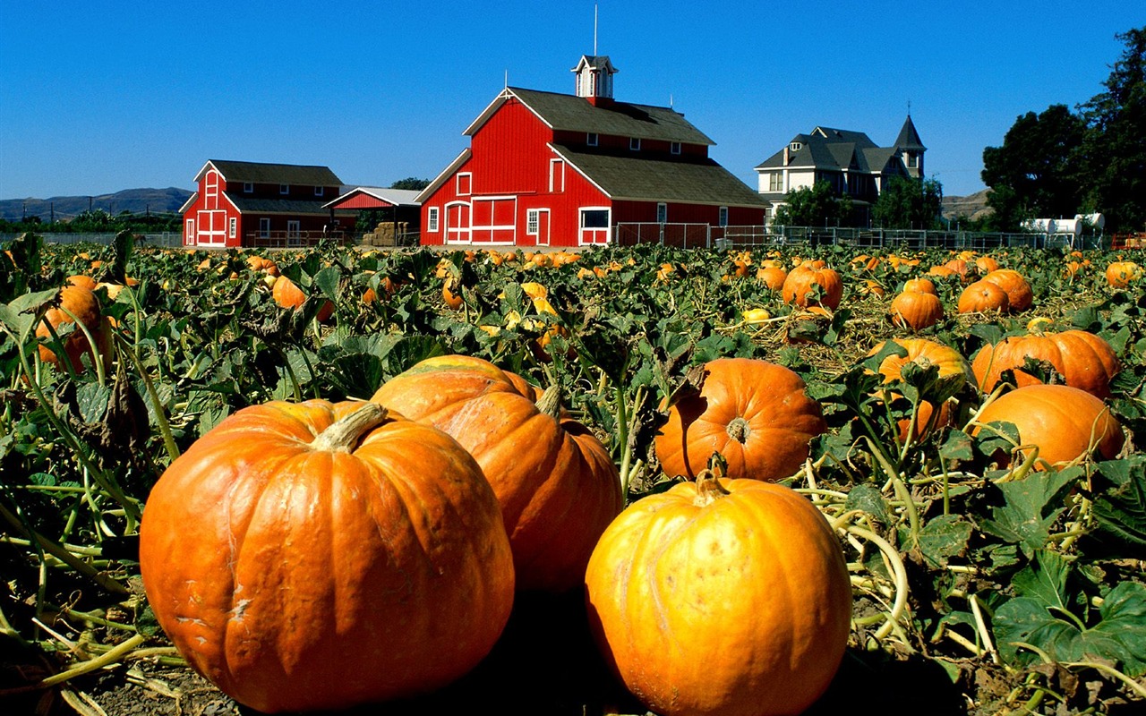 Halloween Theme Wallpapers (1) #17 - 1280x800