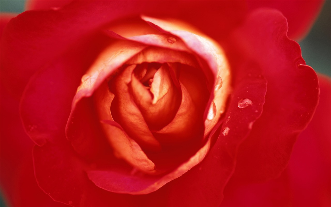 Widescreen wallpaper flowers close-up (8) #3 - 1280x800