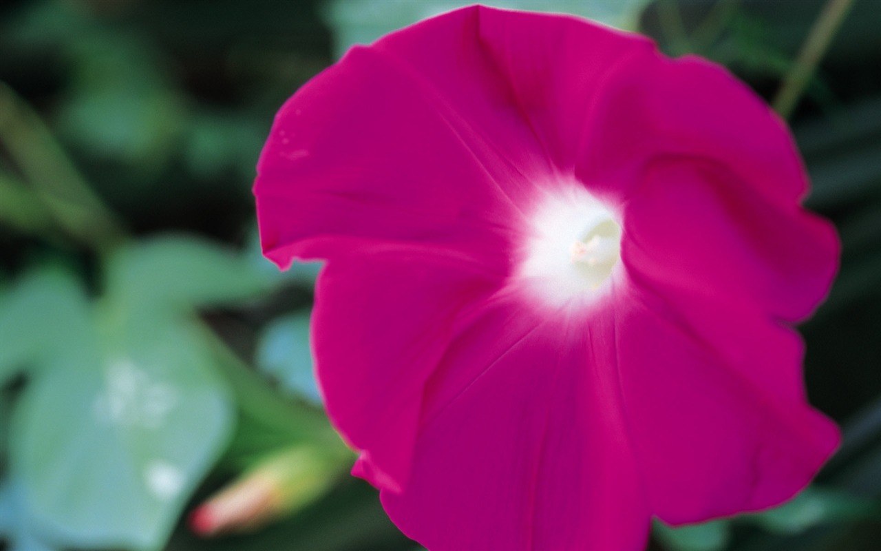 Widescreen wallpaper flowers close-up (8) #5 - 1280x800