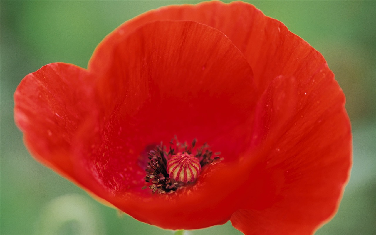 宽屏鲜花特写 壁纸(八)6 - 1280x800